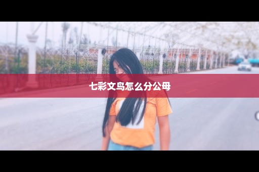 七彩文鸟怎么分公母