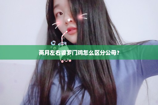 两月左右婆罗门鸡怎么区分公母？