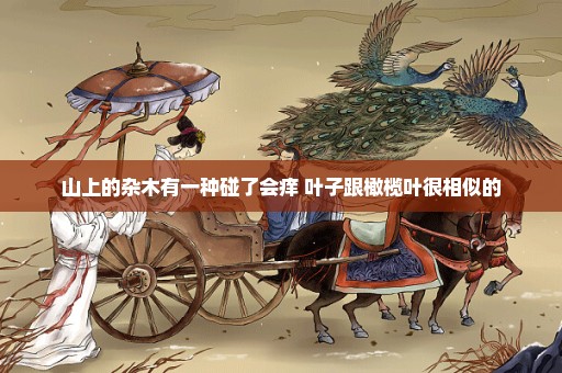 山上的杂木有一种碰了会痒 叶子跟橄榄叶很相似的