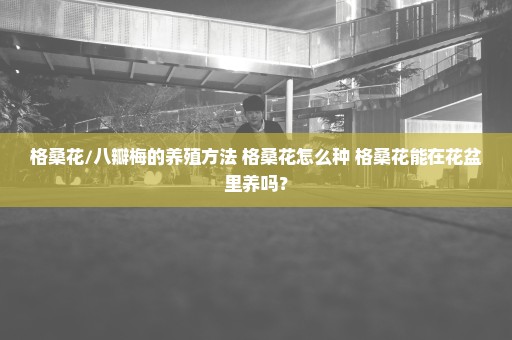 格桑花/八瓣梅的养殖方法 格桑花怎么种 格桑花能在花盆里养吗？