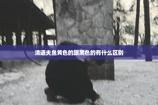 清道夫鱼黄色的跟黑色的有什么区别