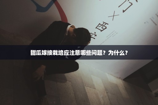 甜瓜嫁接栽培应注意哪些问题？为什么？