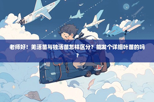 老师好！羌活苗与独活苗怎样区分？能发个详细叶苗的吗？