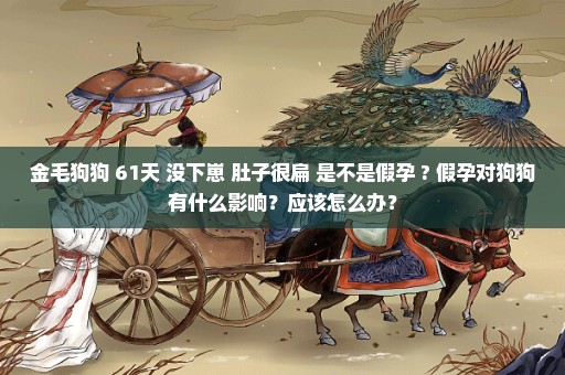 金毛狗狗 61天 没下崽 肚子很扁 是不是假孕 ? 假孕对狗狗有什么影响？应该怎么办？