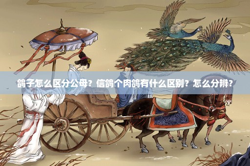 鸽子怎么区分公母？信鸽个肉鸽有什么区别？怎么分辨？